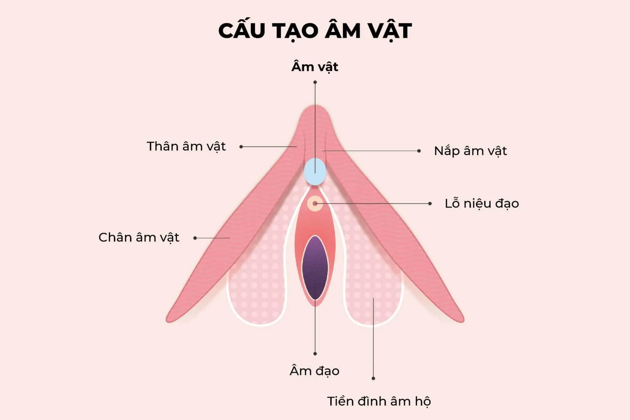 Âm vật